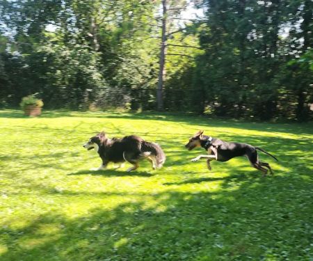 Spirit of Love Pet Care