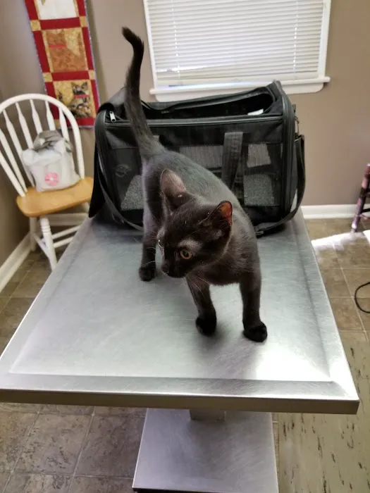 Cat Hospital Of Canterbury - Christine Madaski DVM Picture 4