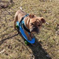 Fenton River Veterinary Hospital- Stafford CT ico