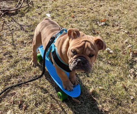Fenton River Veterinary Hospital- Stafford CT