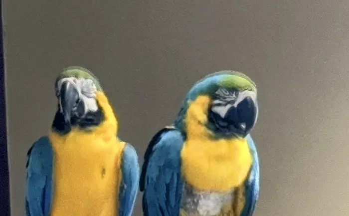 Midwest Macaws Picture 2