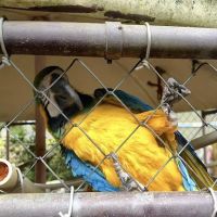 Midwest Macaws ico