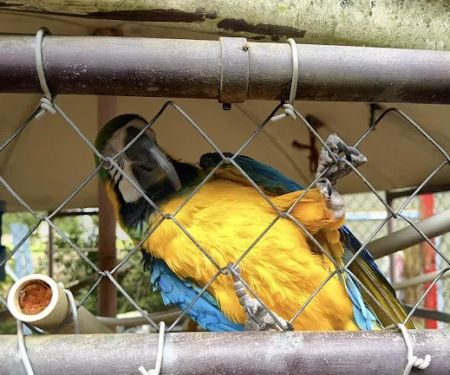 Midwest Macaws
