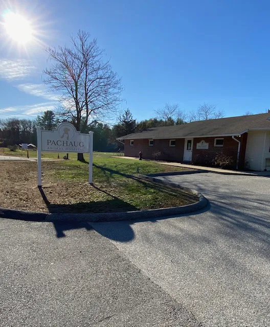 Pachaug Animal Hospital Picture 2