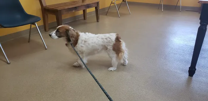 Pachaug Animal Hospital Picture 8
