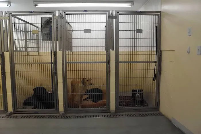 Pachaug Animal Hospital Picture 6