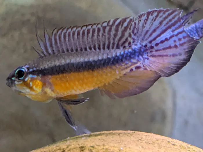 Tristan's Tropical Fish LLC Picture 8