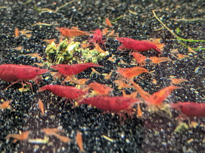 Tristan's Tropical Fish LLC Picture 6