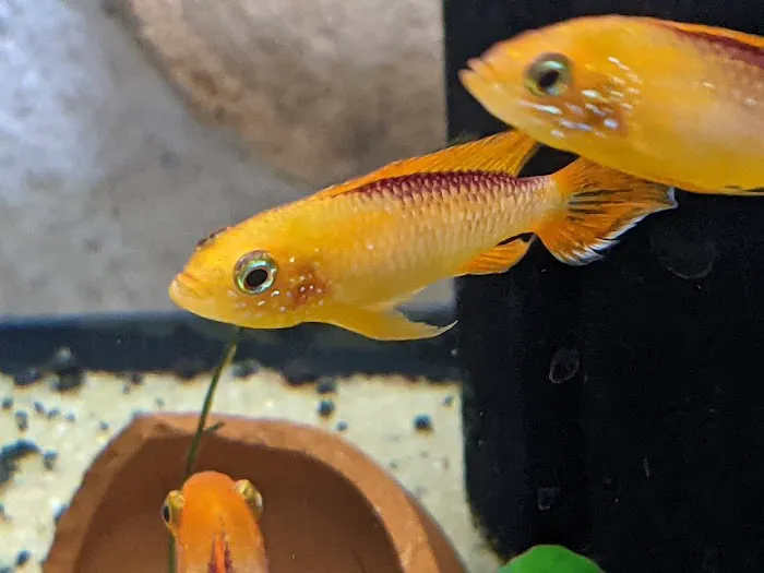 Tristan's Tropical Fish LLC Picture 1