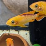 Tristan's Tropical Fish LLC