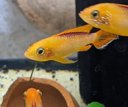 Tristan's Tropical Fish LLC