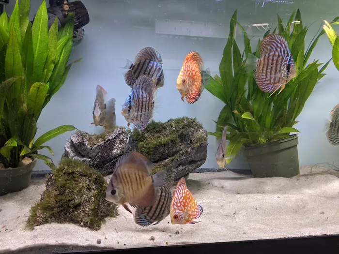 Tristan's Tropical Fish LLC Picture 3