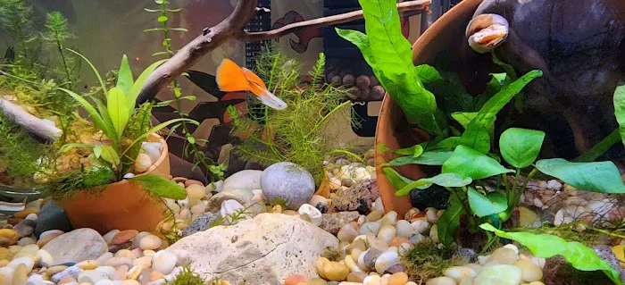 Tristan's Tropical Fish LLC Picture 9