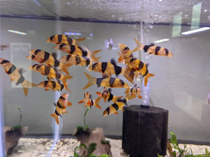 Tristan's Tropical Fish LLC Picture 5