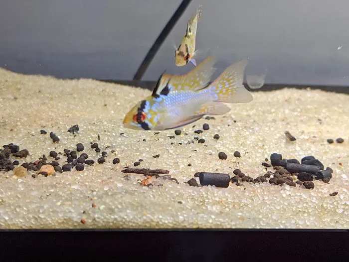 Tristan's Tropical Fish LLC Picture 7