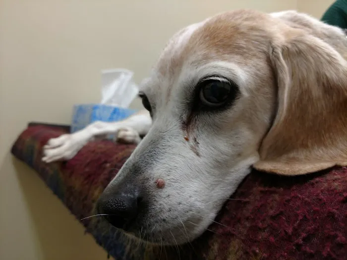Stonington Veterinary Hospital Picture 1