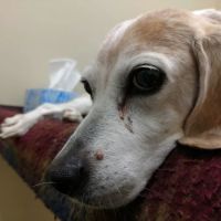 Stonington Veterinary Hospital ico
