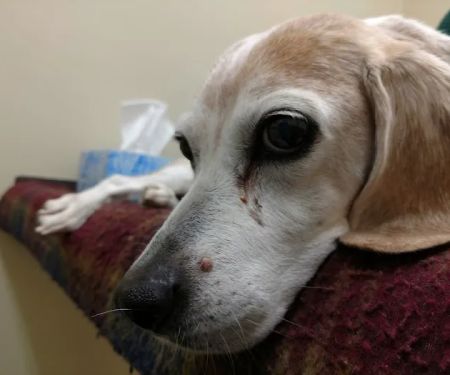 Stonington Veterinary Hospital