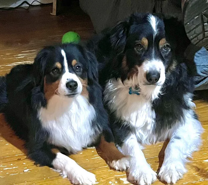 Stonington Veterinary Hospital Picture 6