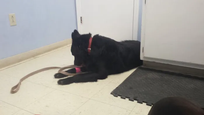 Stonington Veterinary Hospital Picture 10