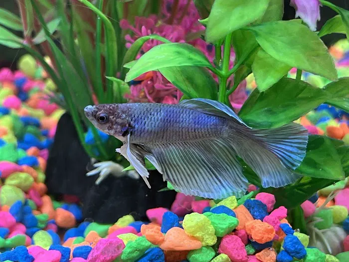 Red Fish Blue Fish Aquatics Picture 1