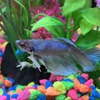 Red Fish Blue Fish Aquatics ico