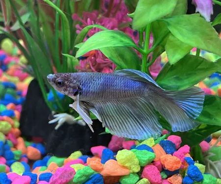Red Fish Blue Fish Aquatics