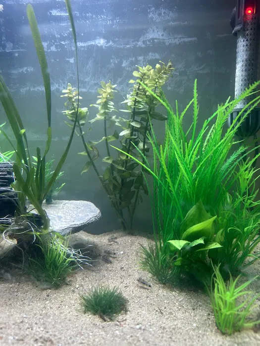 Red Fish Blue Fish Aquatics Picture 7