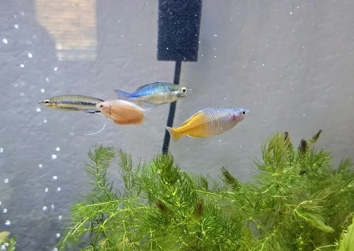 Red Fish Blue Fish Aquatics Picture 4