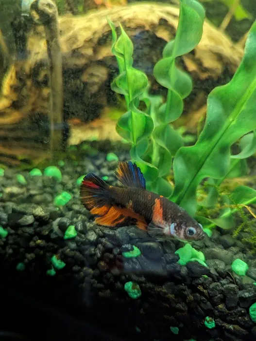 Red Fish Blue Fish Aquatics Picture 5