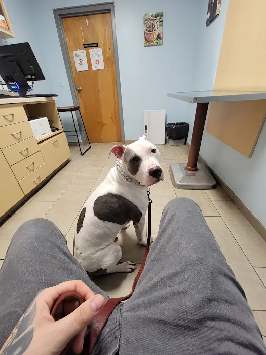 VCA Plainfield Animal Hospital Picture 3