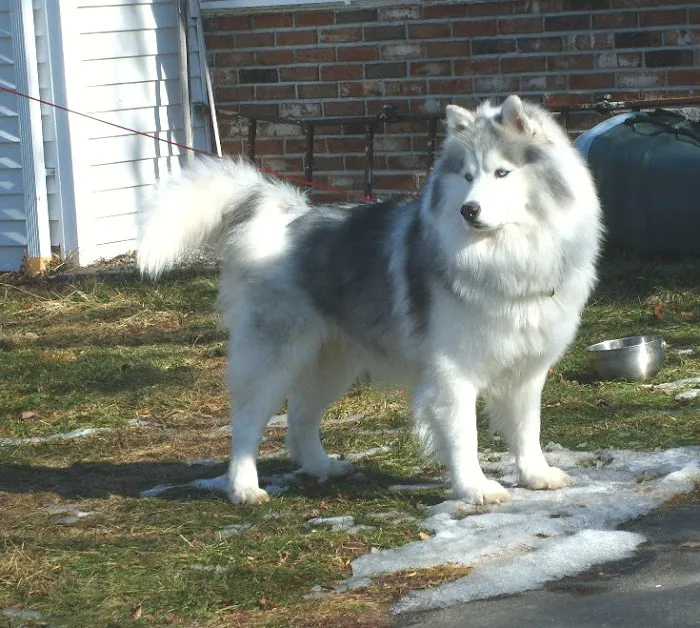 VCA Plainfield Animal Hospital Picture 8