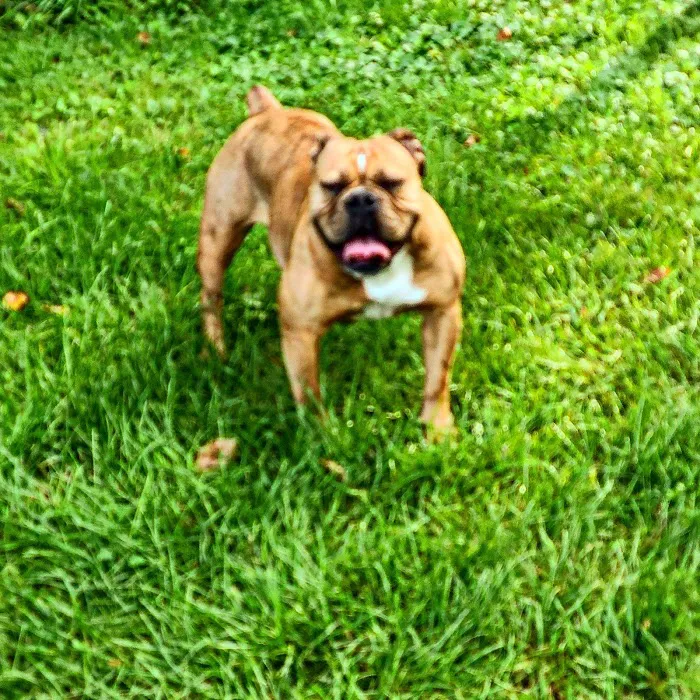 VCA Plainfield Animal Hospital Picture 10