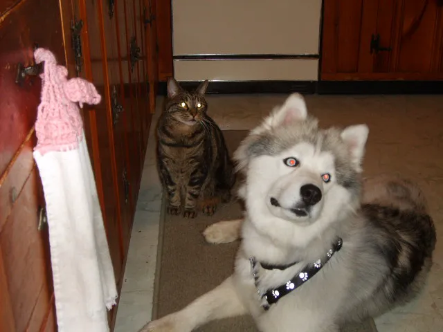 VCA Plainfield Animal Hospital Picture 4