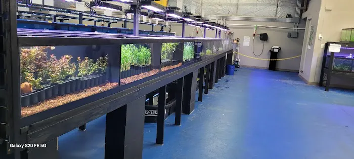 Big Kahuna Tropical Fish Picture 3