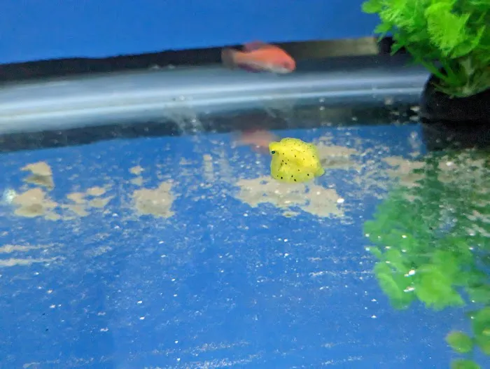 Big Kahuna Tropical Fish Picture 7