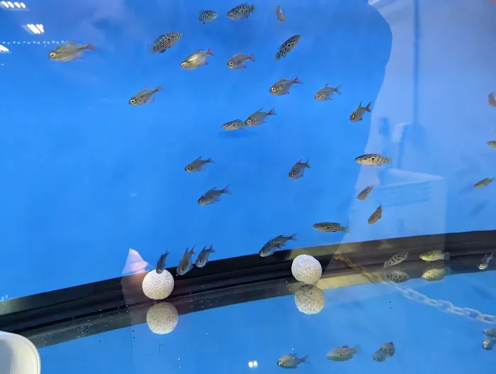 Big Kahuna Tropical Fish Picture 4