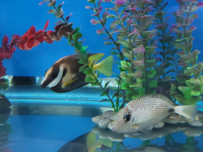Big Kahuna Tropical Fish Picture 10