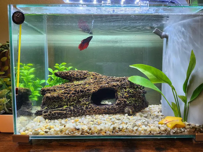The Golden Guppy Picture 9
