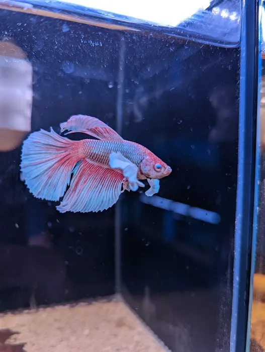 The Golden Guppy Picture 10
