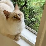 Pawcatuck Veterinary Clinic