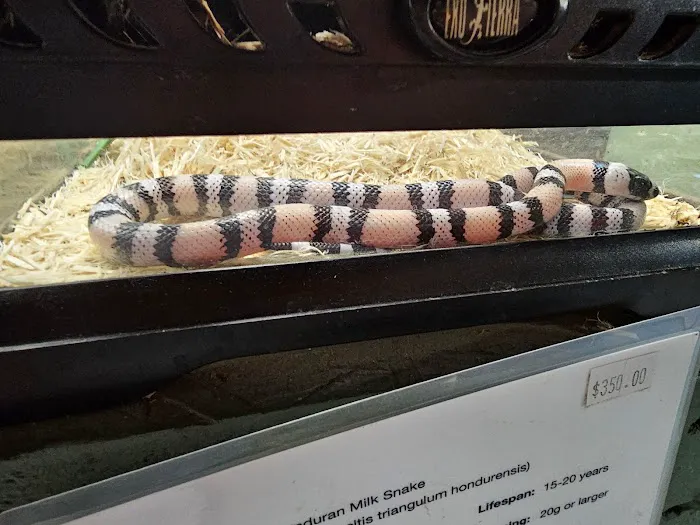 Reptile Rapture Picture 3