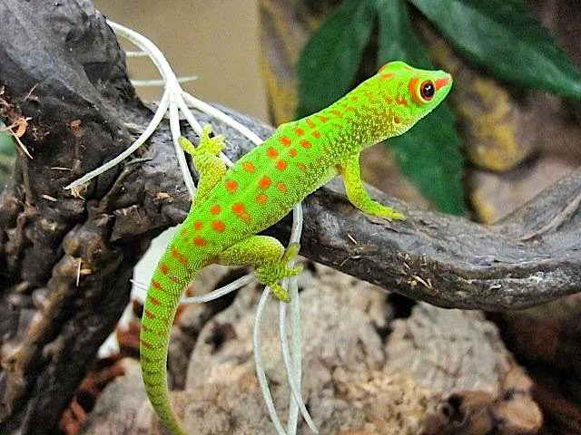 Reptile Rapture Picture 7