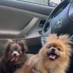 Westerly Animal Hospital