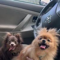 Westerly Animal Hospital ico