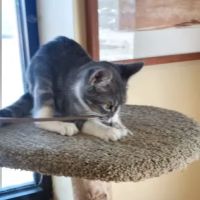 Noah's Ark Pet Center ico