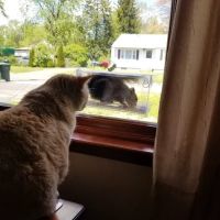 Eastfield Hospital For Animals ico