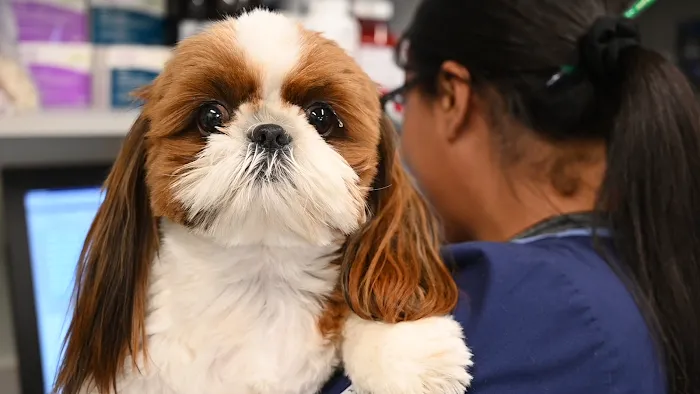 Wilbraham Animal Hospital Picture 10