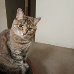 Wilbraham Animal Hospital