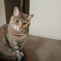 Wilbraham Animal Hospital ico